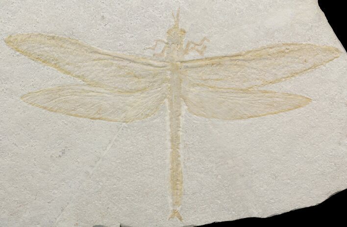 Fossil Dragonfly (Cymatophlebia) - Solnhofen Limestone #50994
